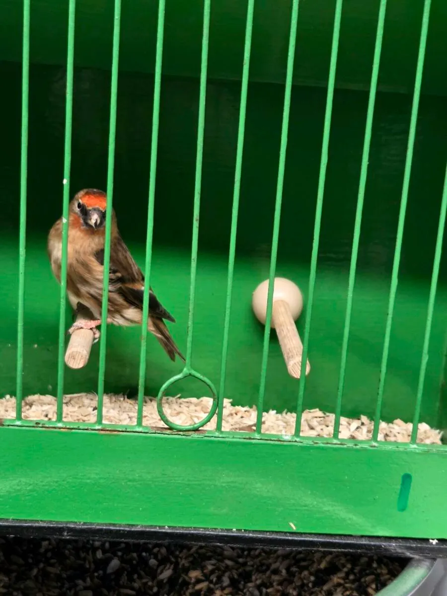 Goldfinch x redpoll - Image 2