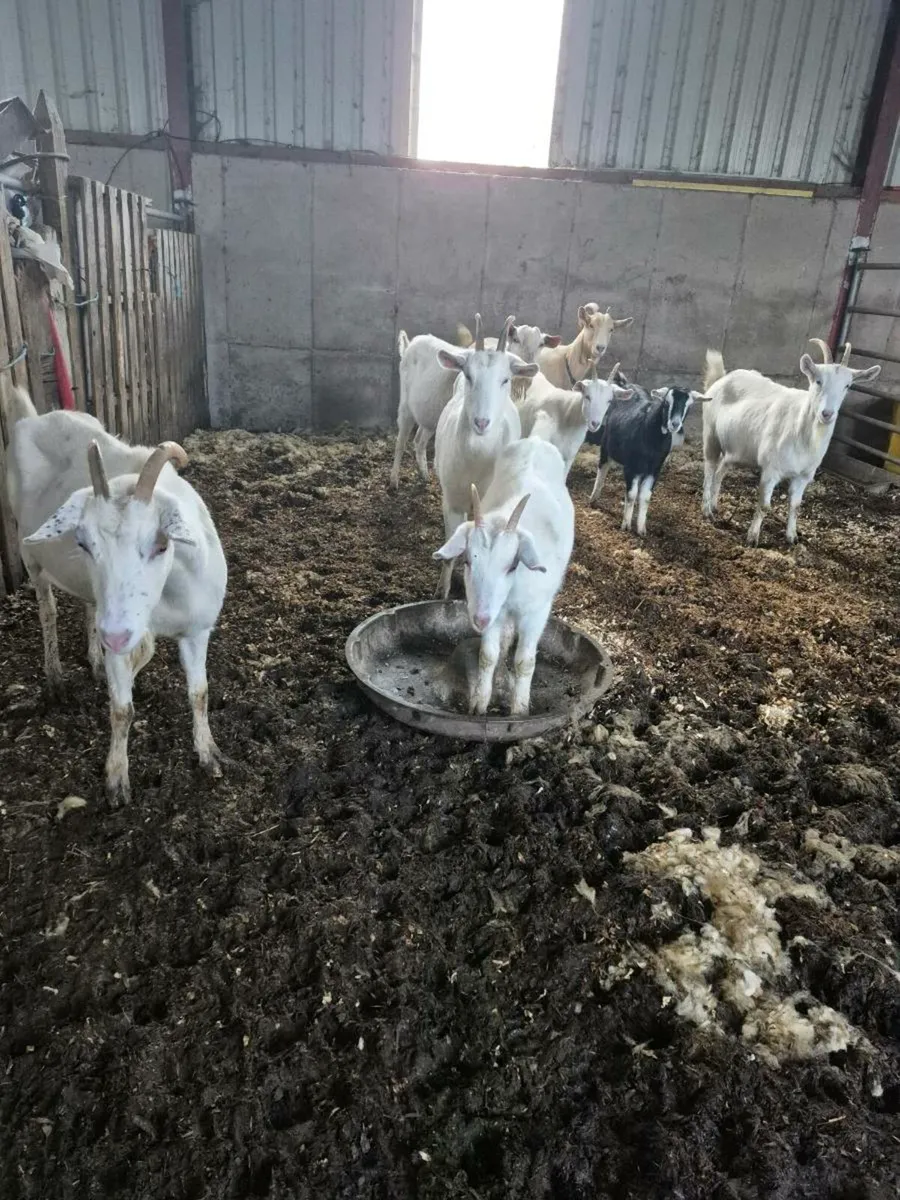 Breeding goats and pregnant goats (sold) - Image 3