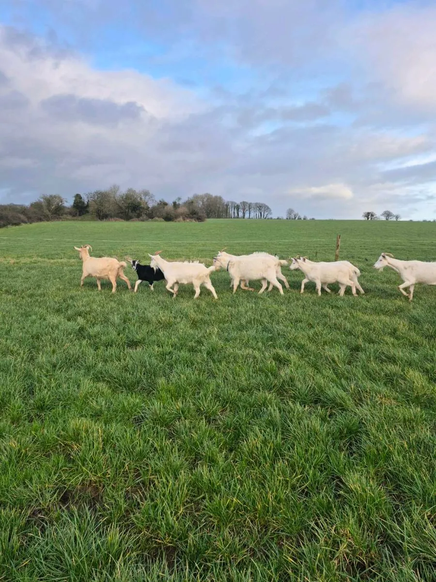 Breeding goats and pregnant goats (sold) - Image 1