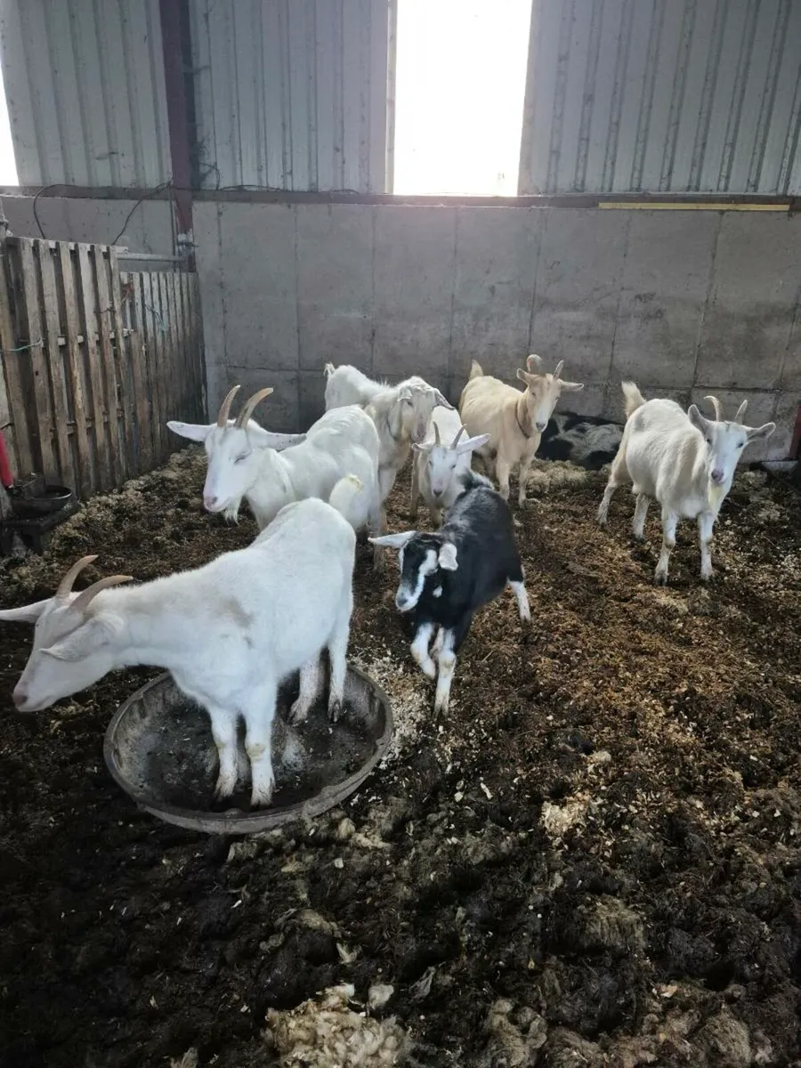 Breeding goats and pregnant goats (sold) - Image 2