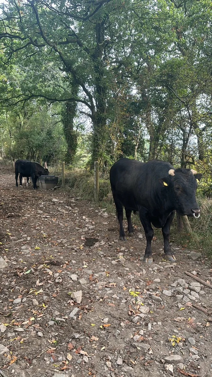 Wagyu bull - Image 2