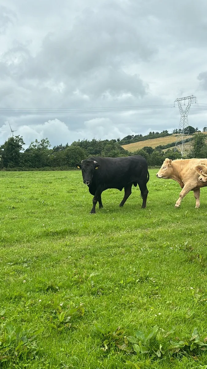 Wagyu bull - Image 1