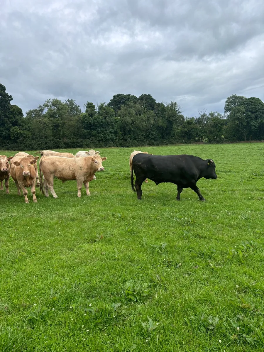 Wagyu bull - Image 3