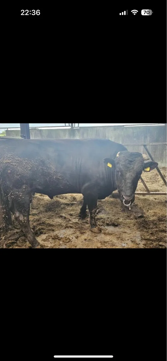 Wagyu bull - Image 4