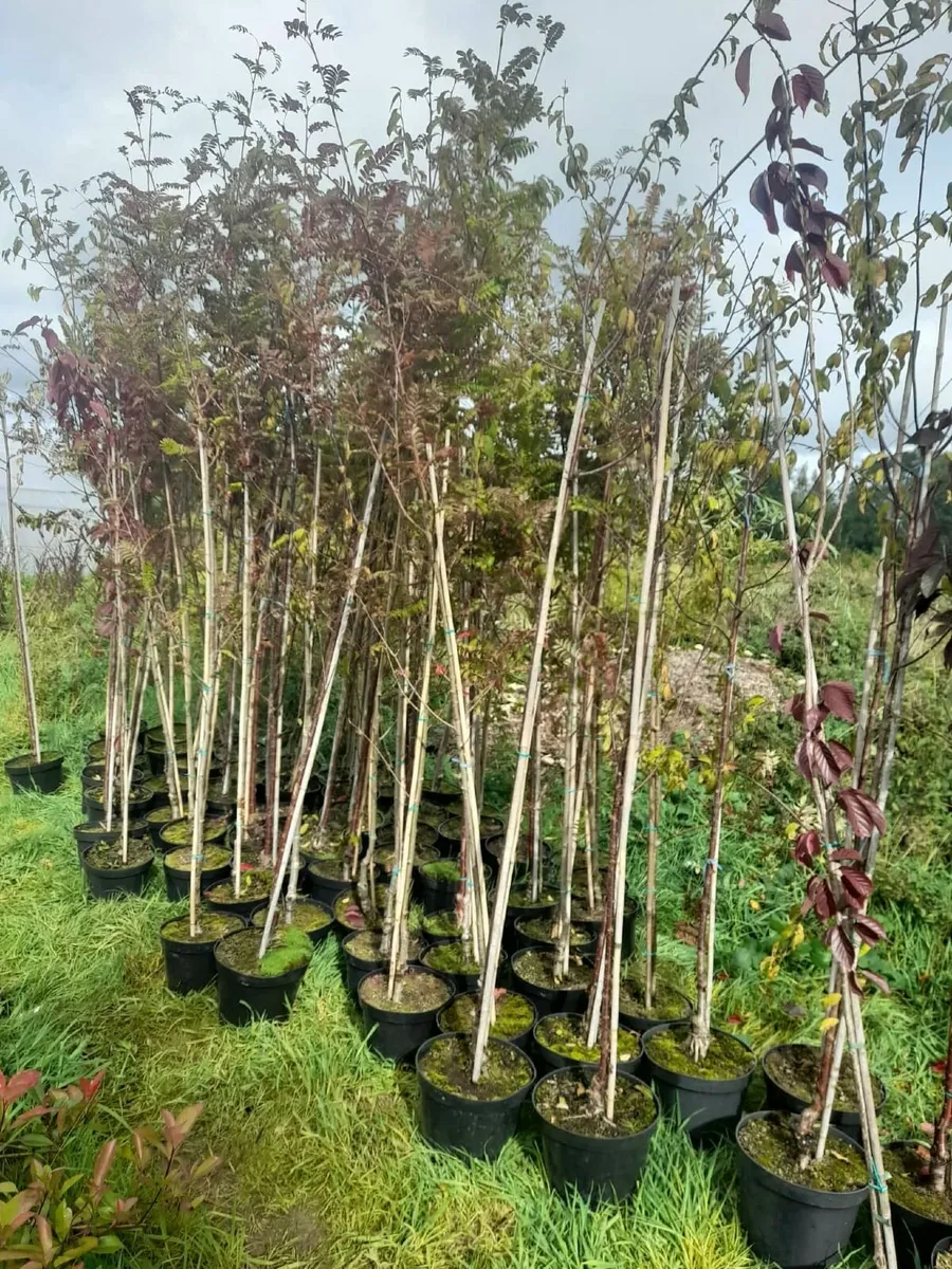 Trees 8 to 12ft tall - 10L pots. - Image 3