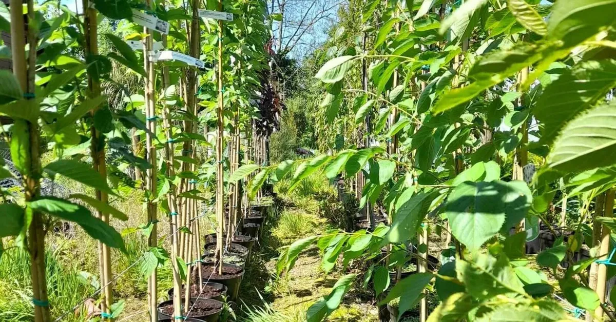 Trees 8 to 12ft tall - 10L pots. - Image 1