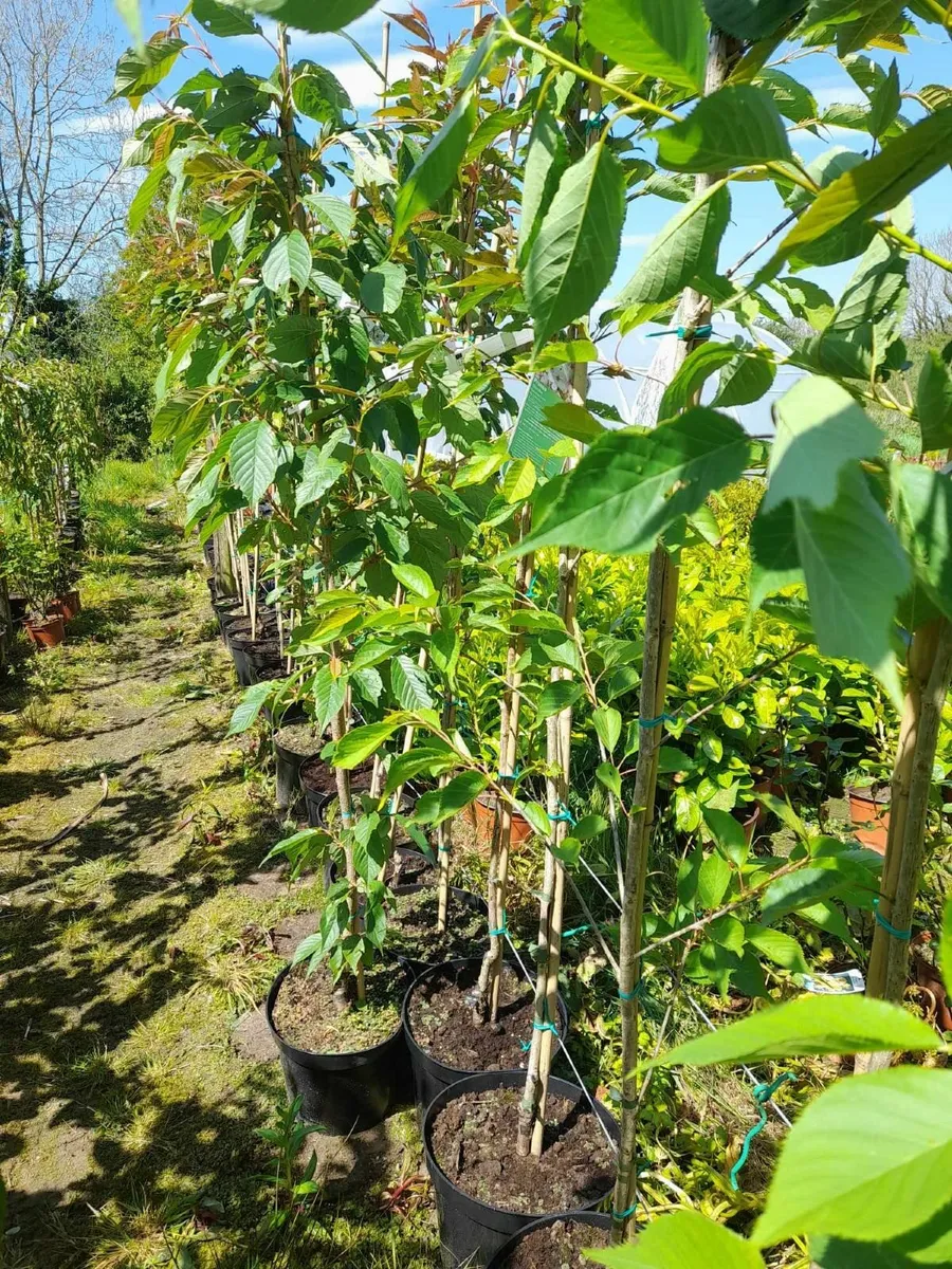 Trees 8 to 12ft tall - 10L pots. - Image 4