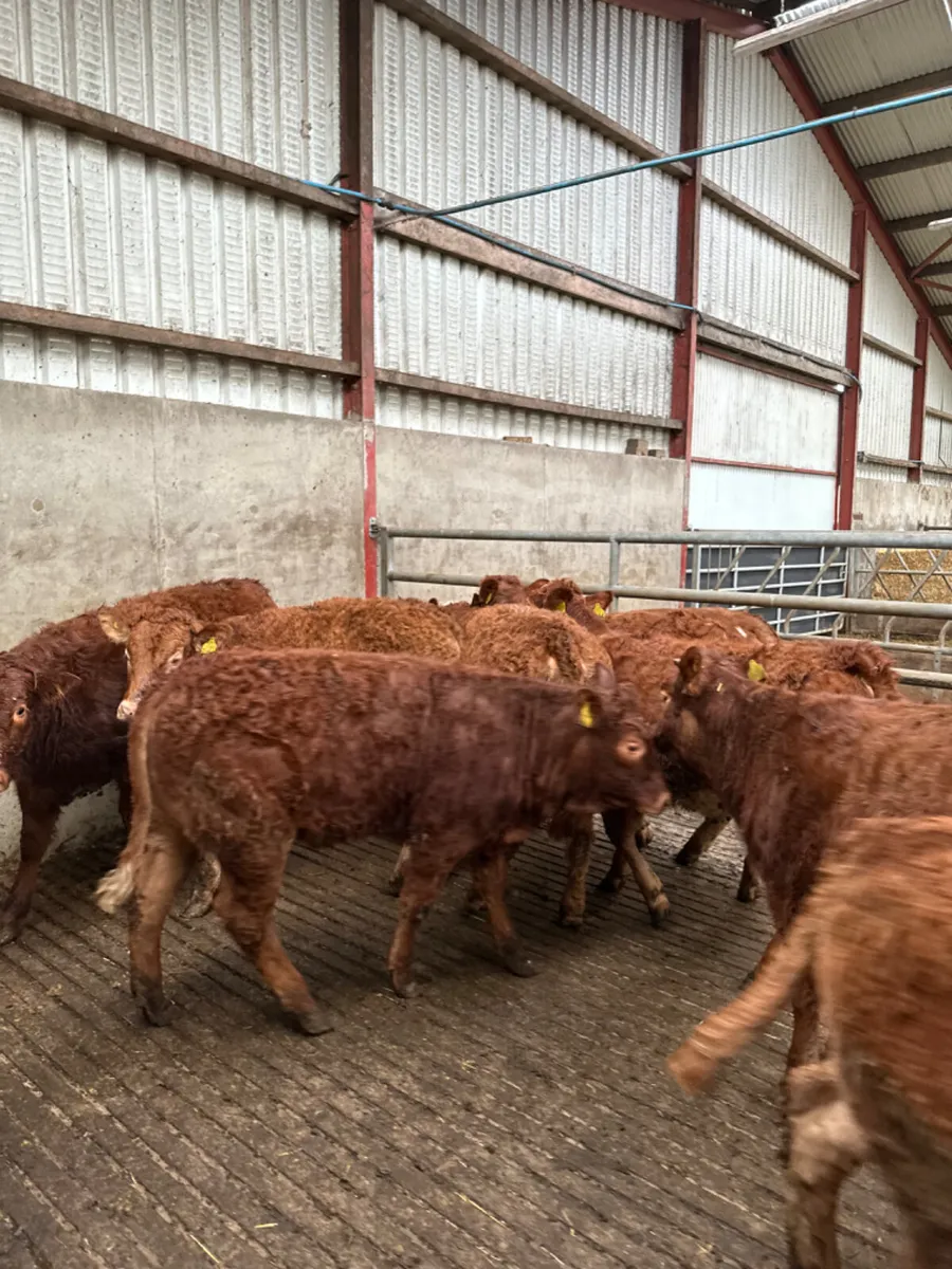 Lim heifers - Image 4