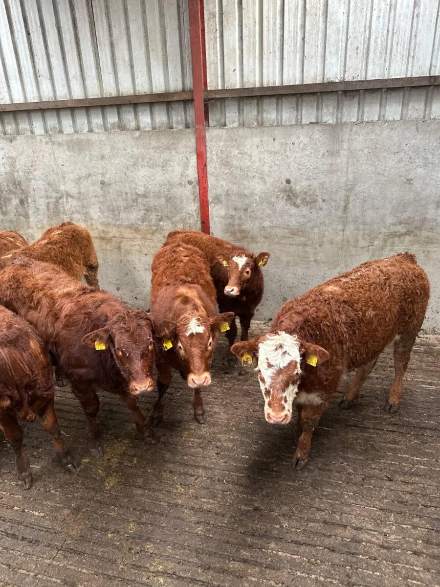 Lim heifers - Image 1