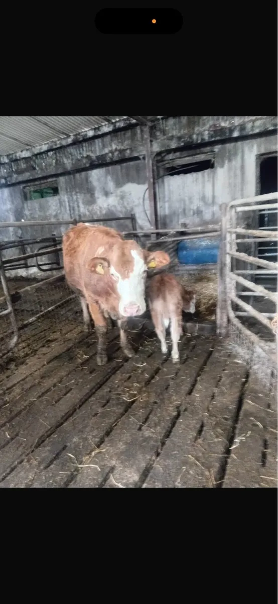 Heifer with heifer calf at foot - Image 1