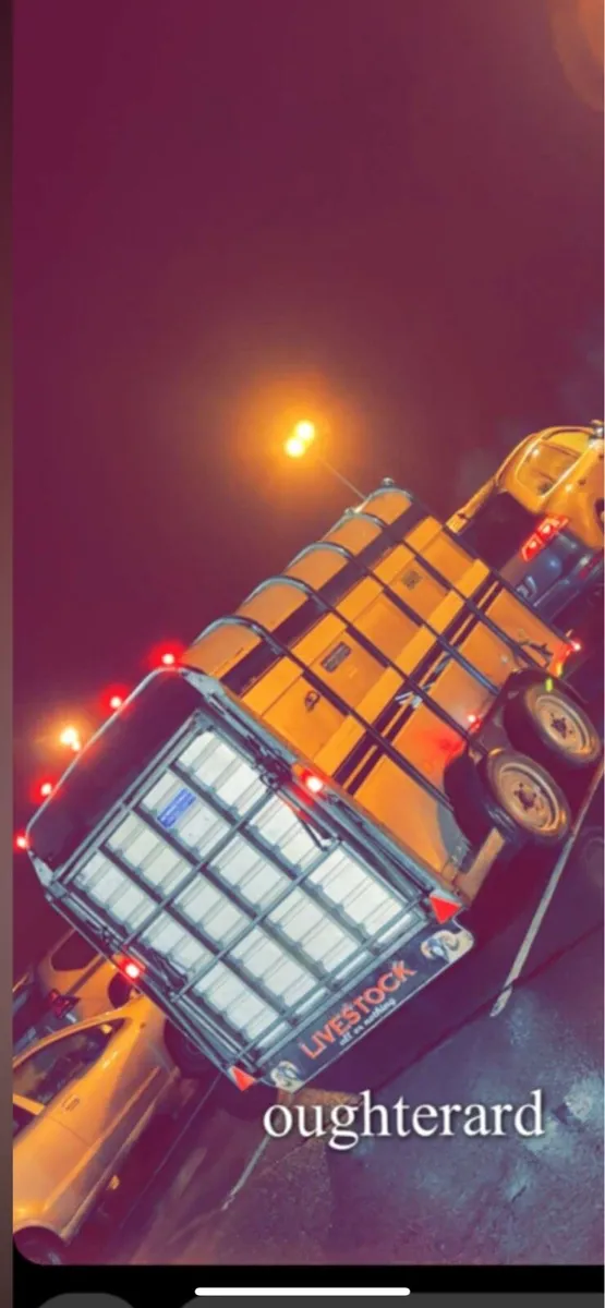 Ivor Williams livestock trailer - Image 1