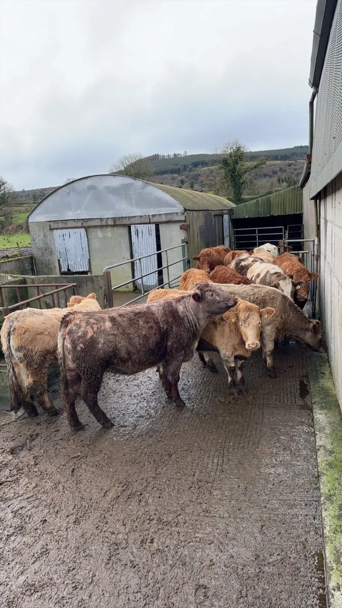 Incalf Continental Heifers - Image 1