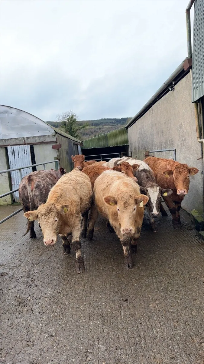 Incalf Continental Heifers - Image 2