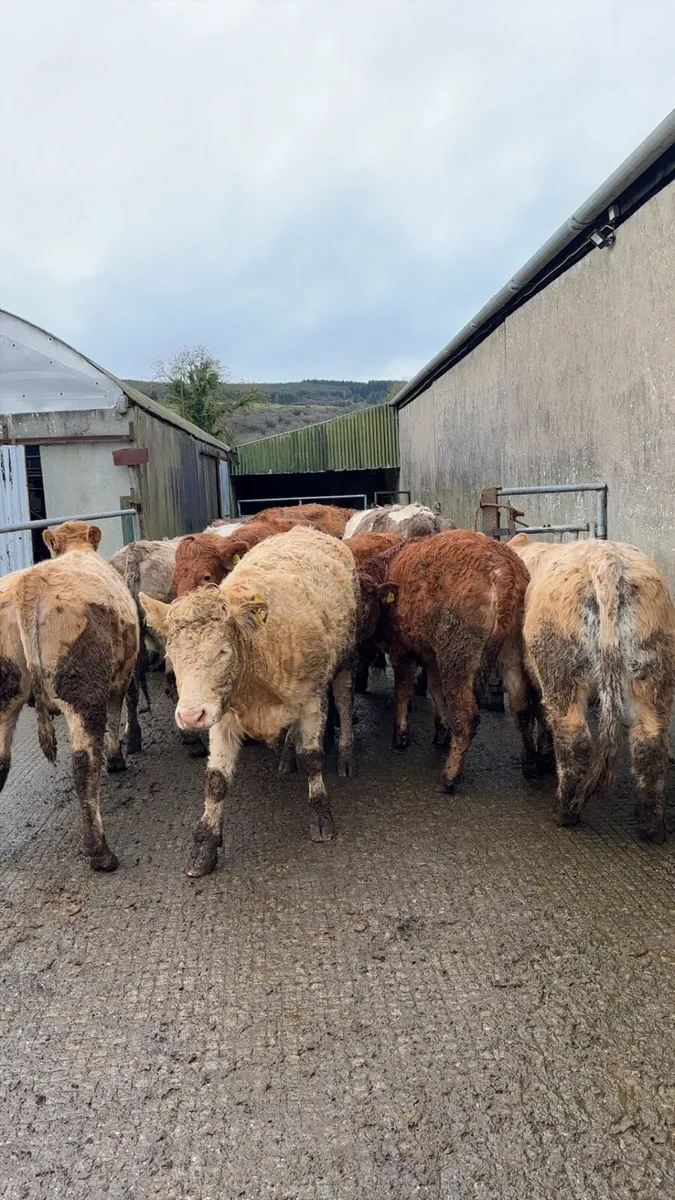 Incalf Continental Heifers - Image 3