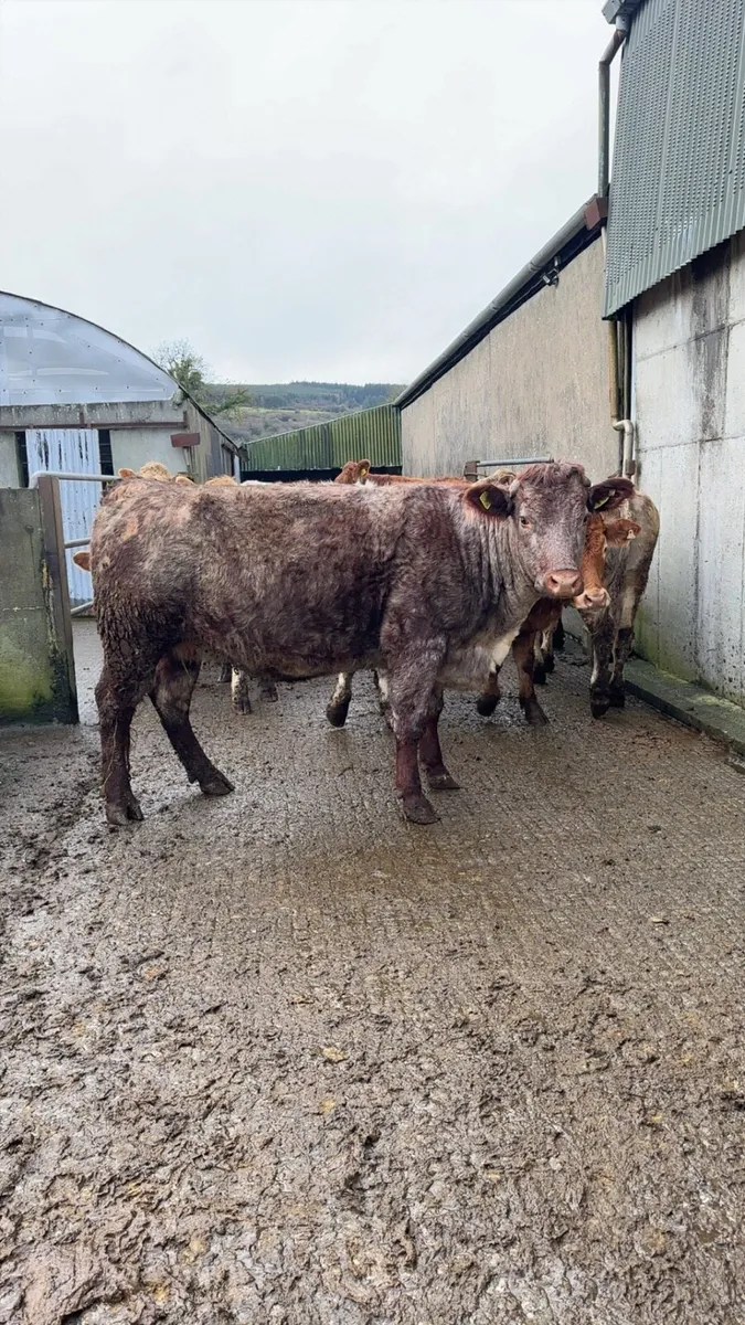 Incalf Continental Heifers - Image 4