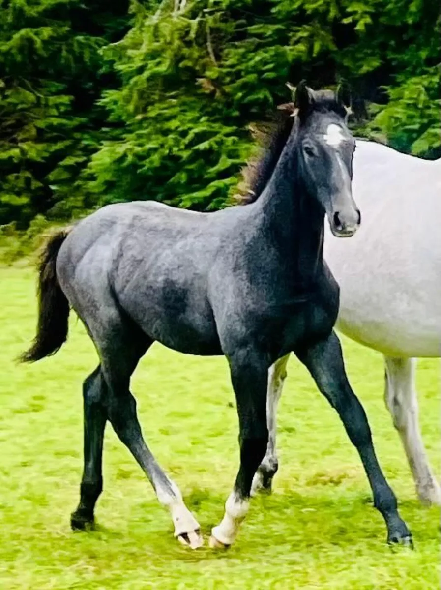 Super 2025 foals available... - Image 1