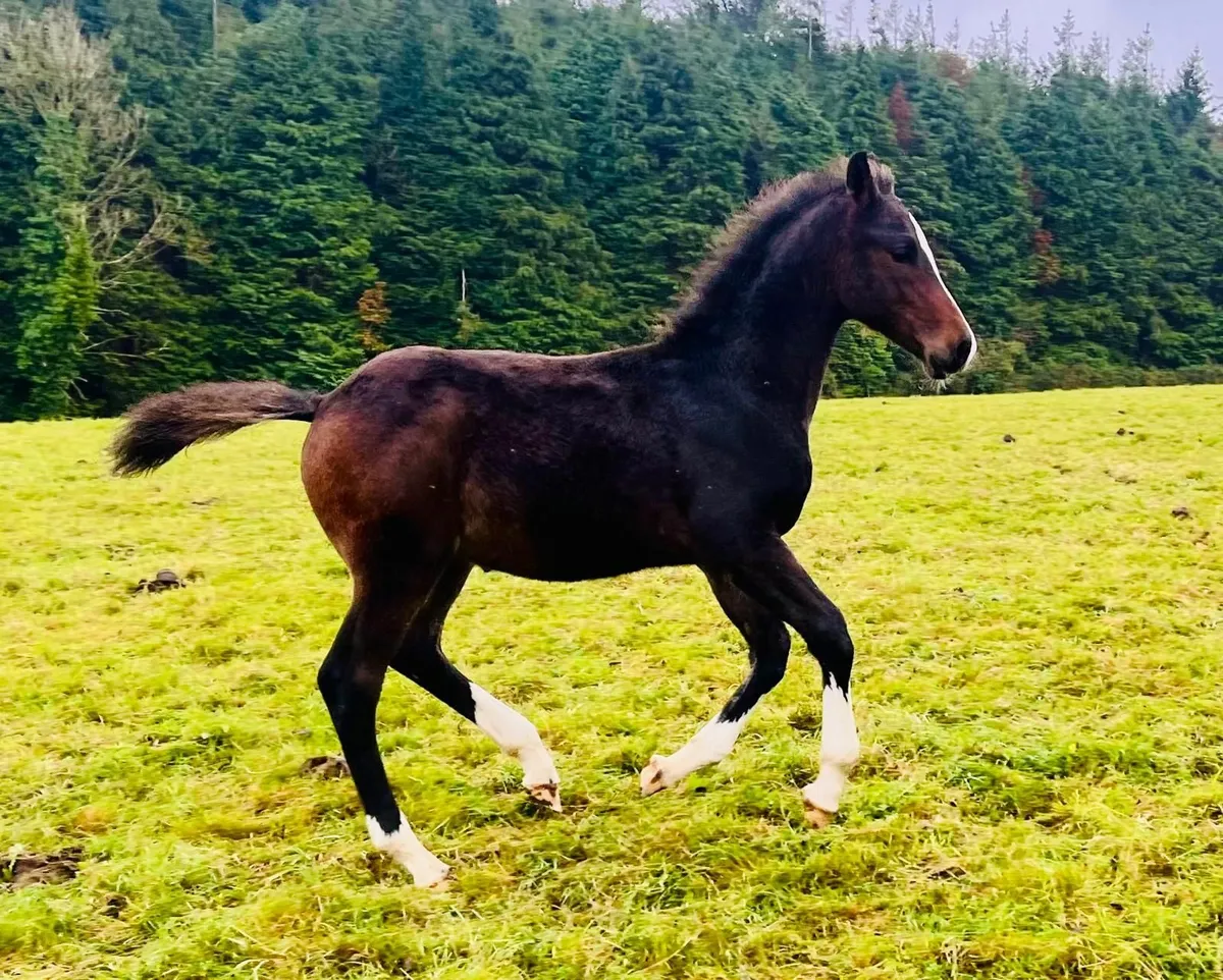 Super 2025 foals available... - Image 3