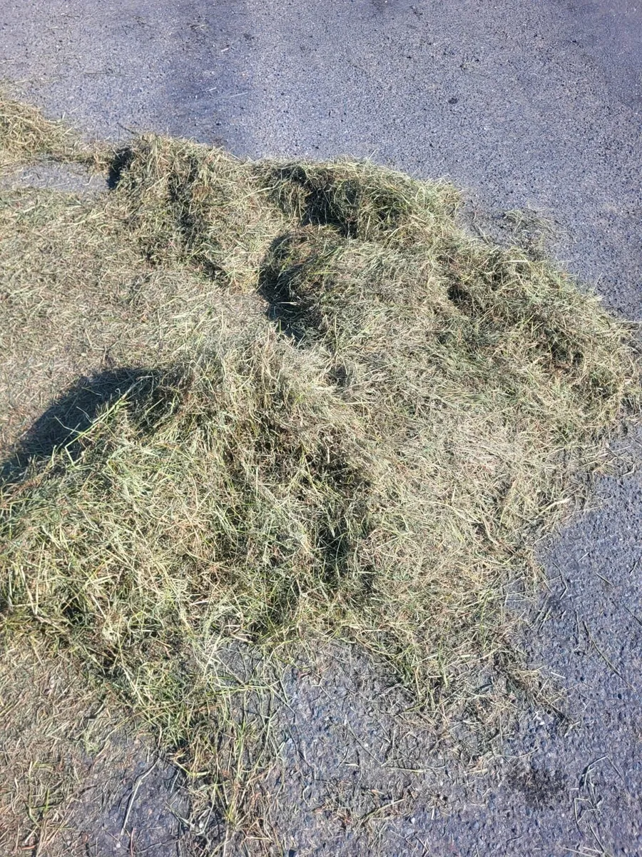 Bales of Silage for sale. - Image 2