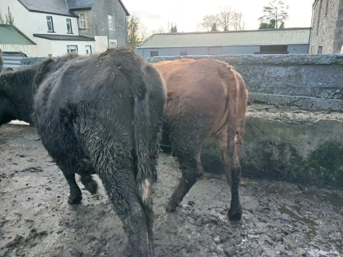 6 in -calf heifers. - Image 3