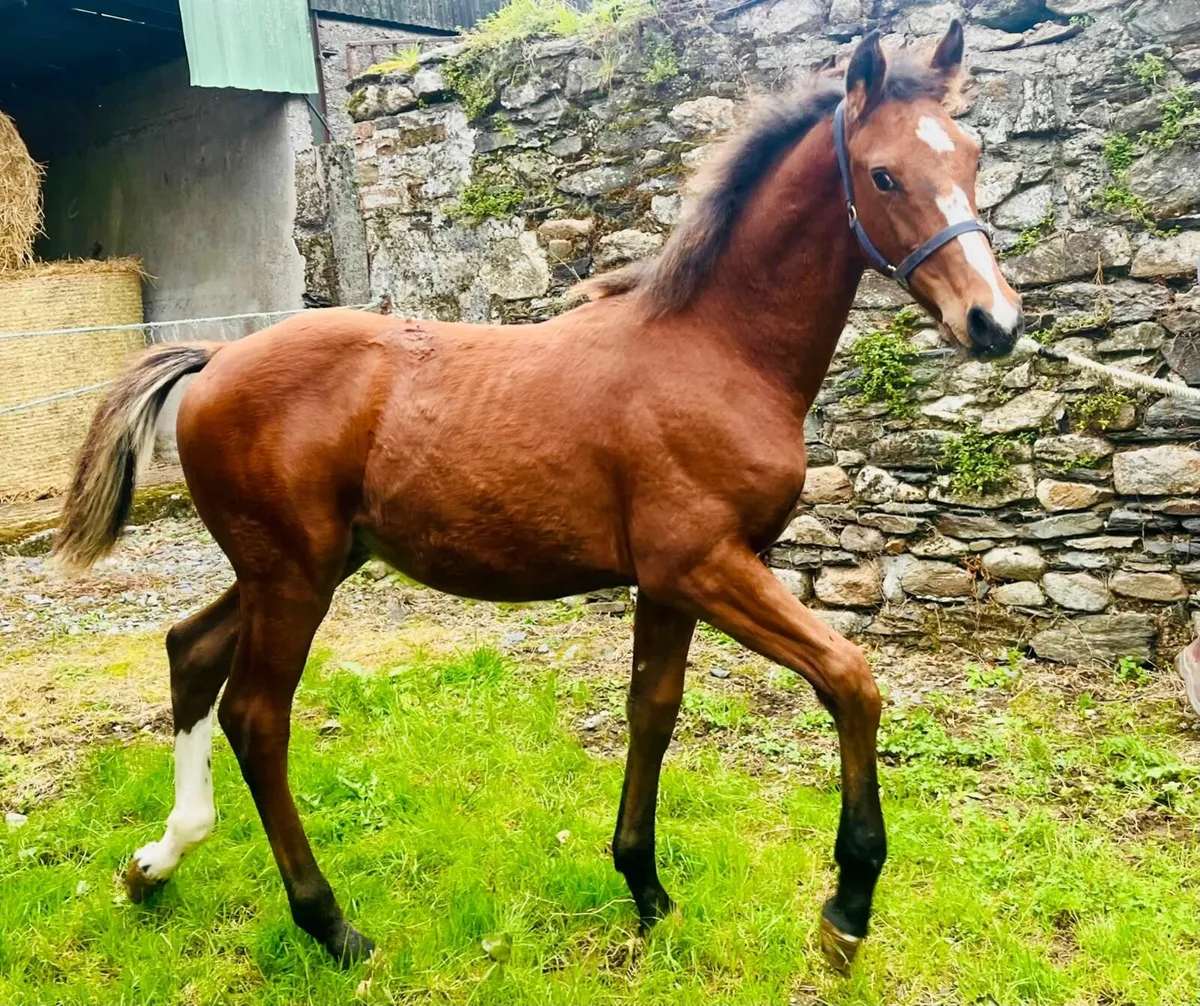 Super 2025 foals available... - Image 4