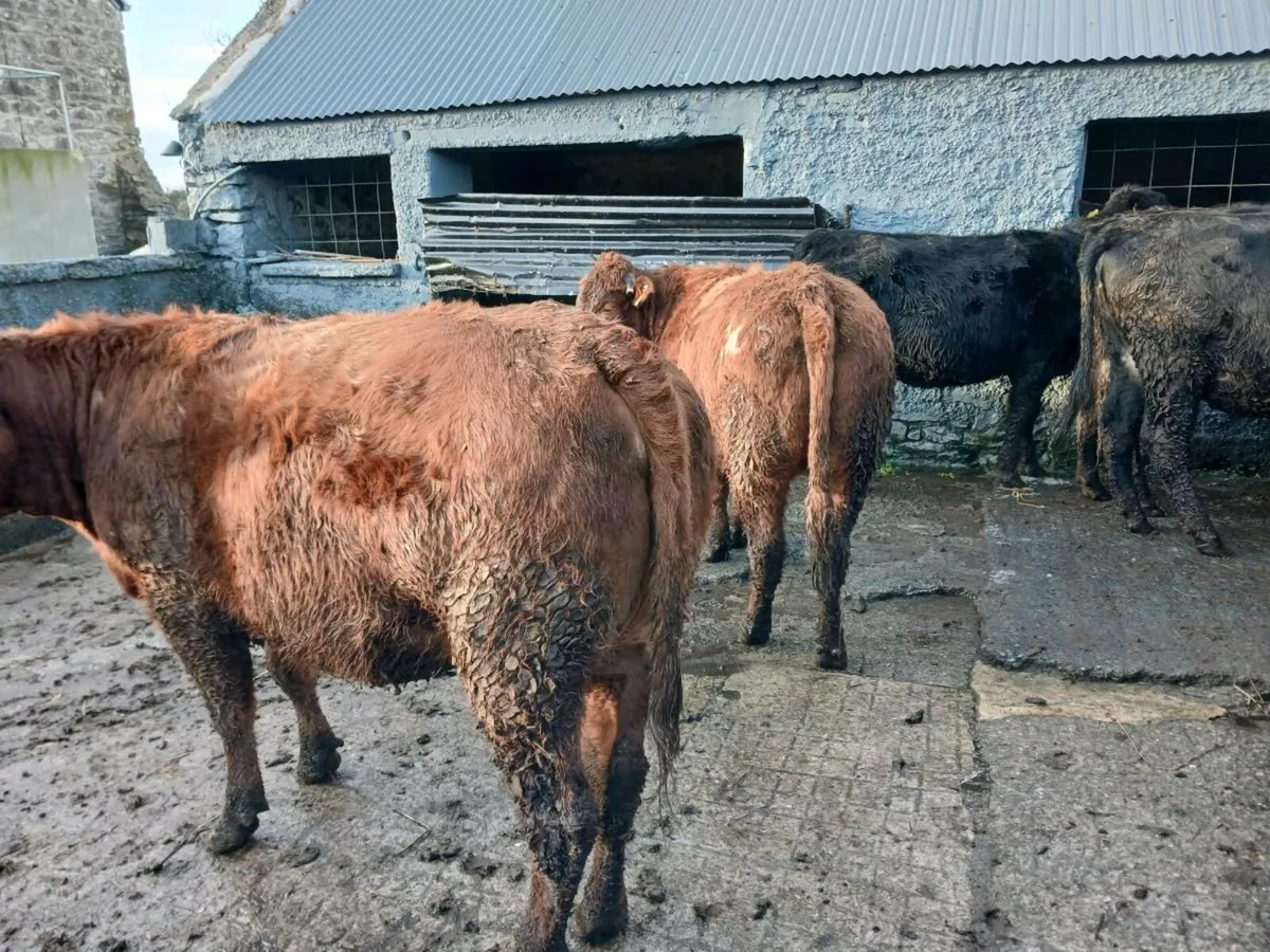 6 in -calf heifers. - Image 1