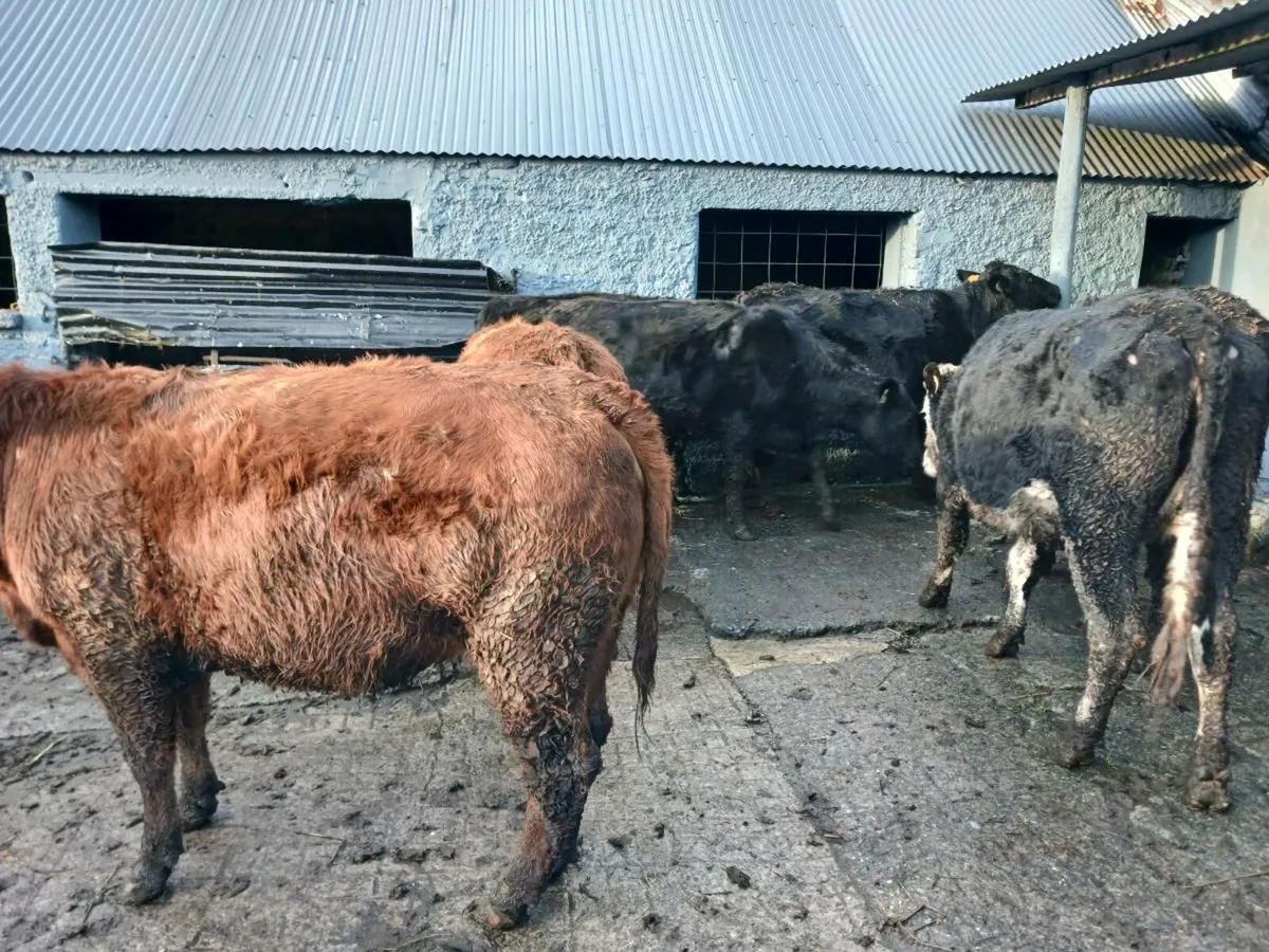 6 in -calf heifers. - Image 4