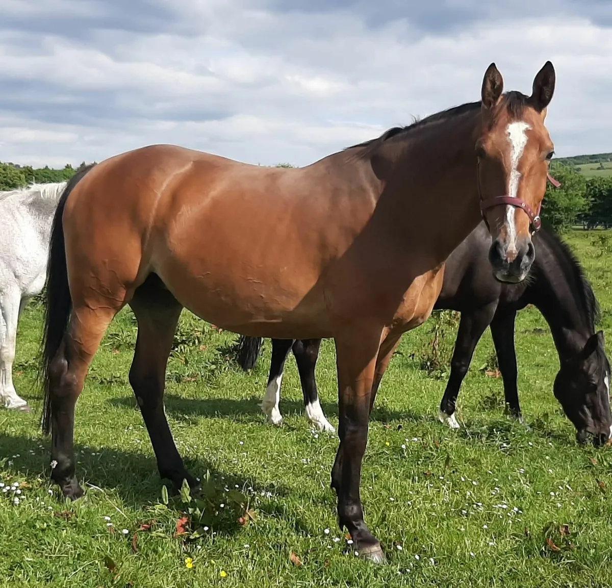 Well bred mare infoal for 2026 - Image 1