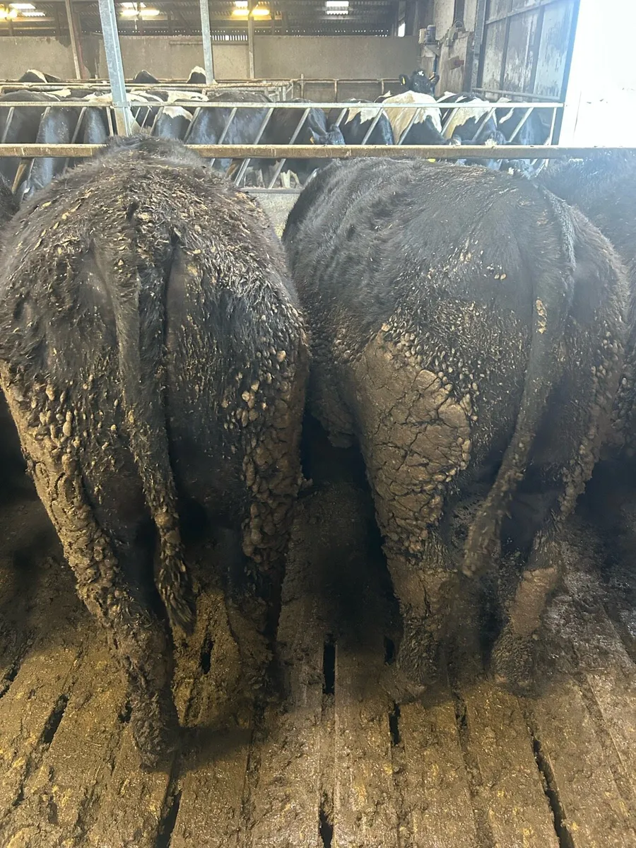 83 Angus cattle - Image 4