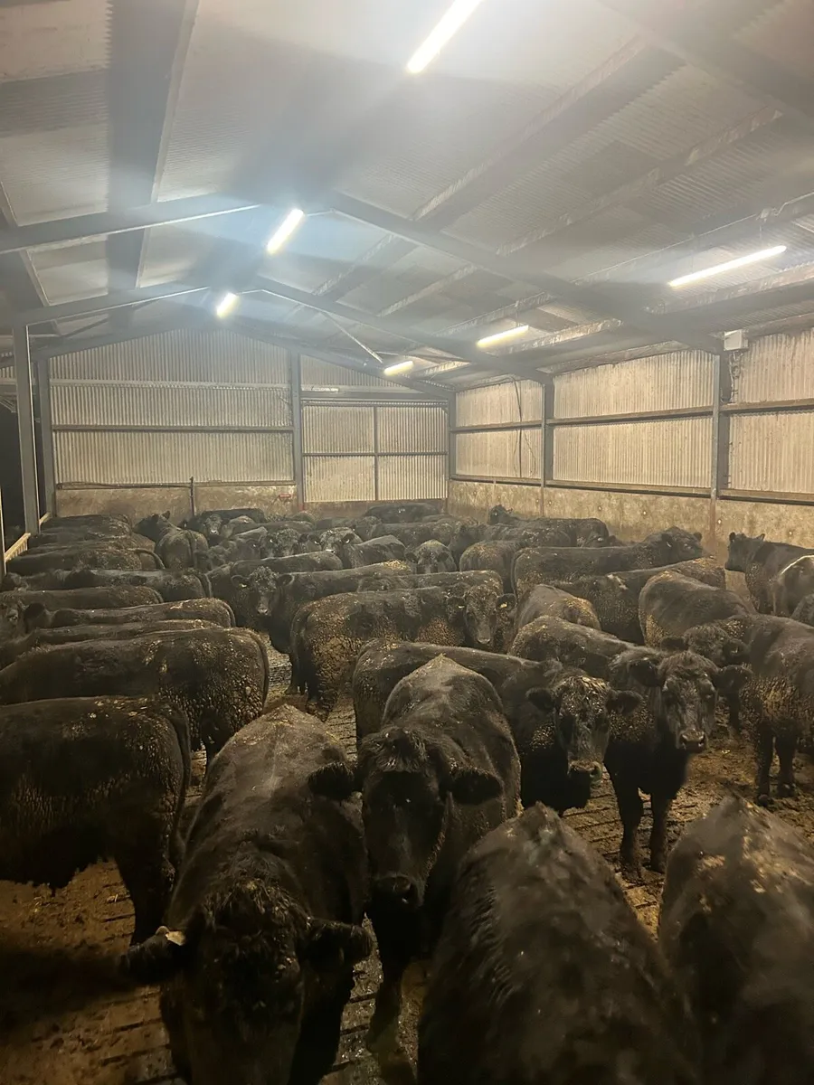 83 Angus cattle - Image 1