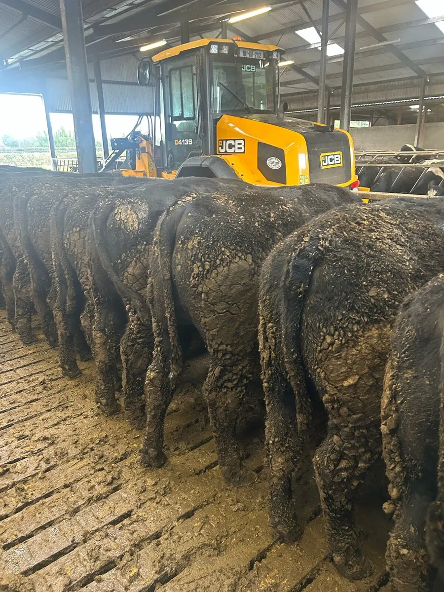 83 Angus cattle - Image 2