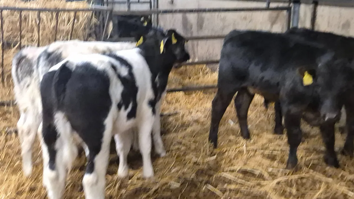 5 Proper Continental starter bulls - Image 2