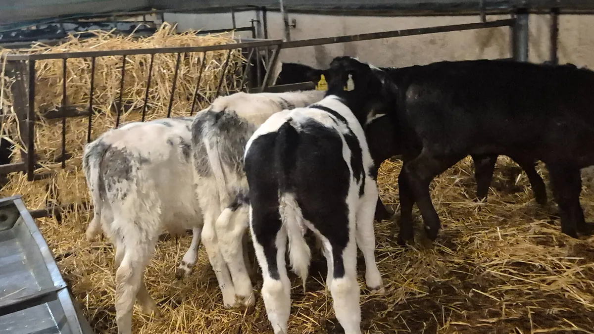 5 Proper Continental starter bulls - Image 4