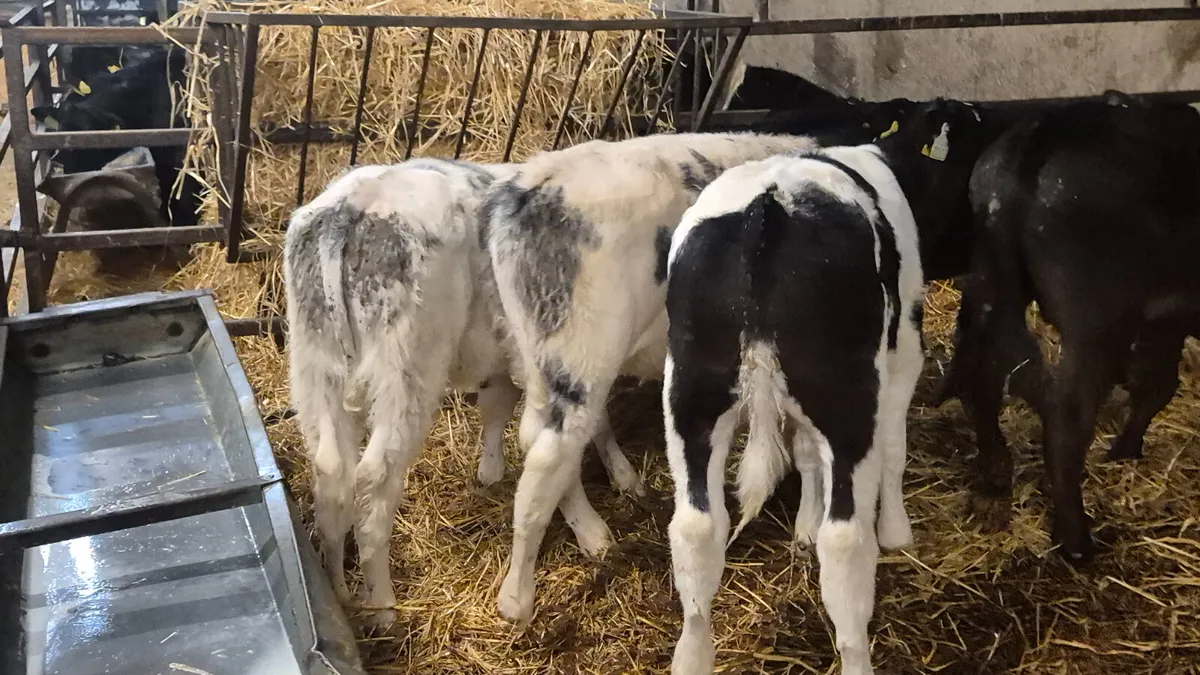 5 Proper Continental starter bulls - Image 3