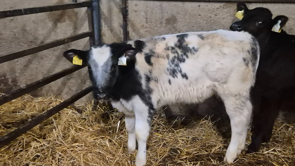 5 Proper Continental starter bulls - Image 1