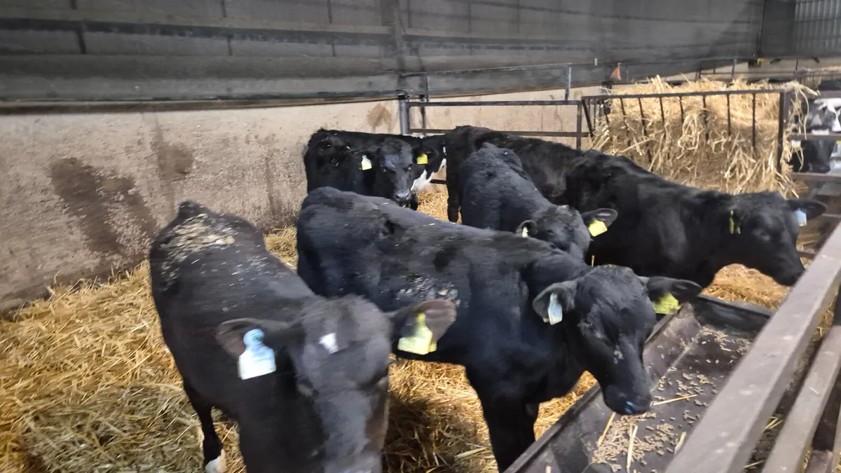 6 Proper Angus Starter bulls 1 Hereford - Image 1