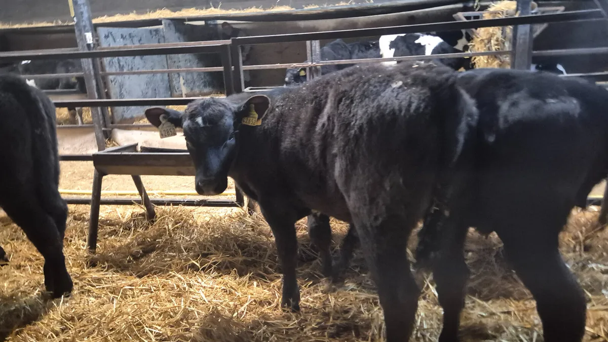 6 Proper Angus Starter bulls 1 Hereford - Image 3