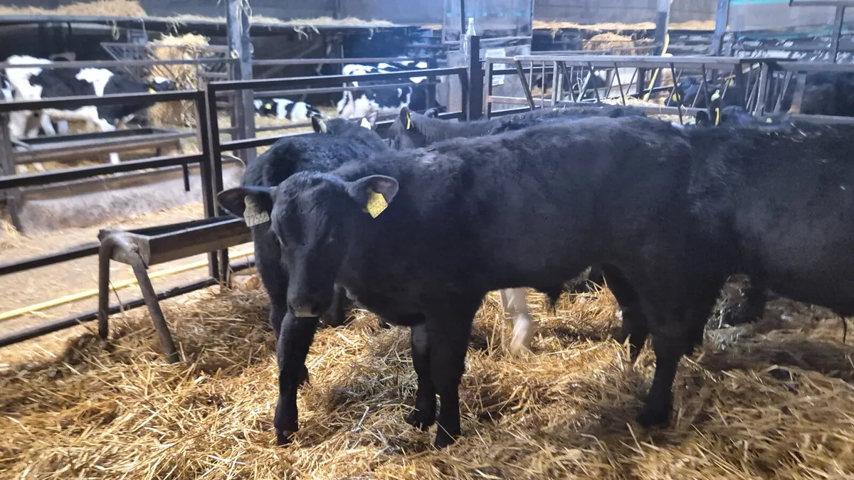 6 Proper Angus Starter bulls 1 Hereford - Image 4