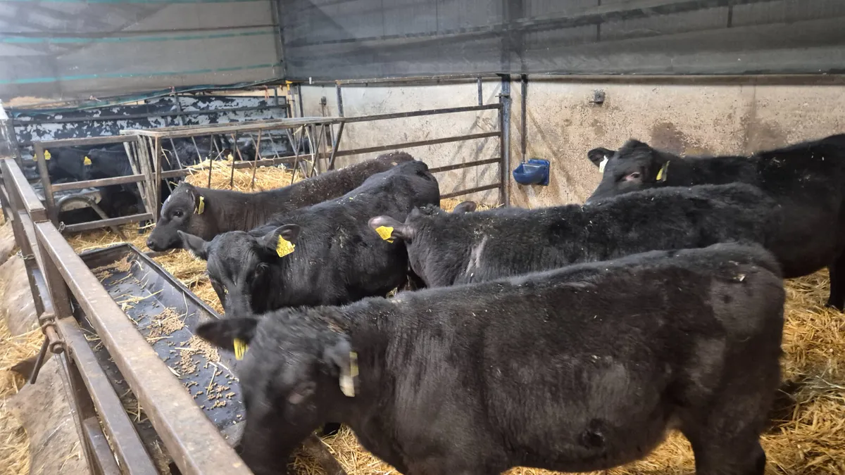 7 Proper Angus Hereford starter bulls - Image 1