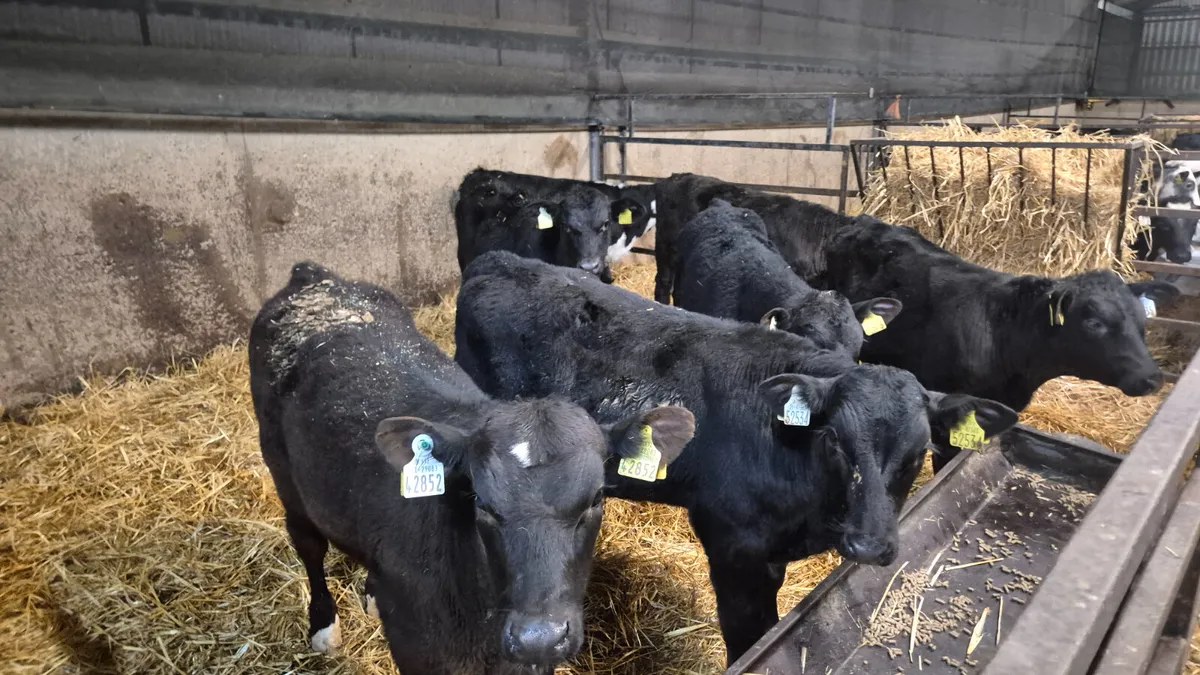 7 Proper Angus Hereford starter bulls - Image 3