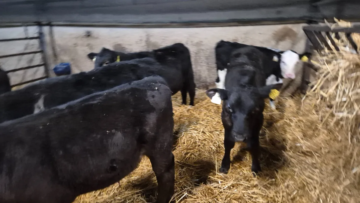 7 Proper Angus Hereford starter bulls - Image 2