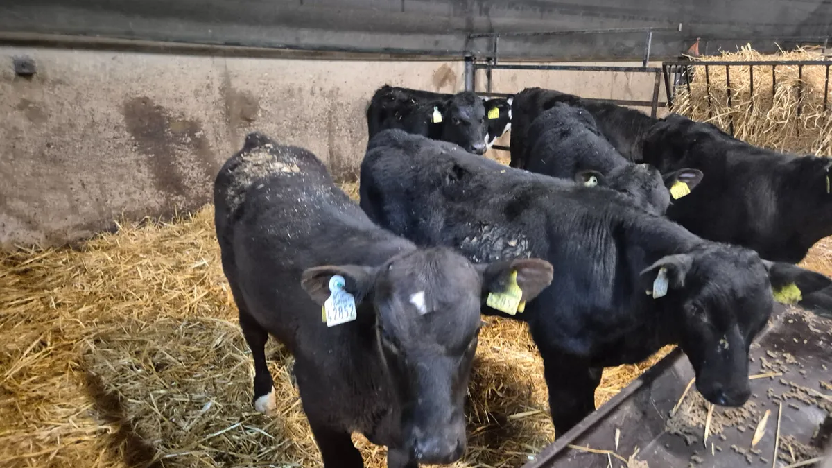 7 Proper Angus Hereford starter bulls - Image 4