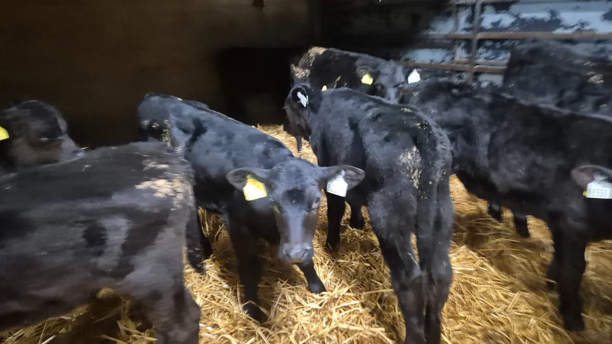 14 Quality Aberdeen Angus Heifers - Image 3