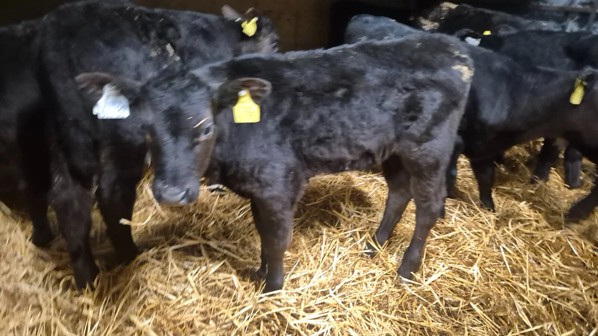 14 Quality Aberdeen Angus Heifers - Image 1