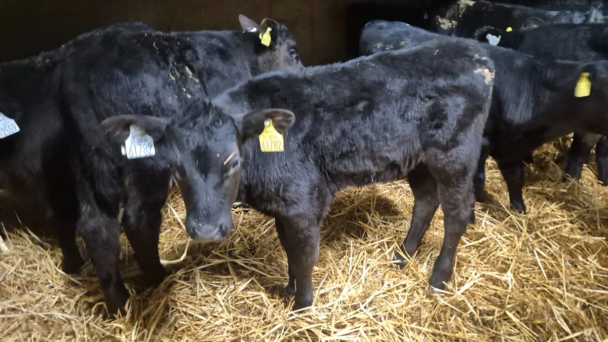 14 Quality Aberdeen Angus Heifers - Image 2