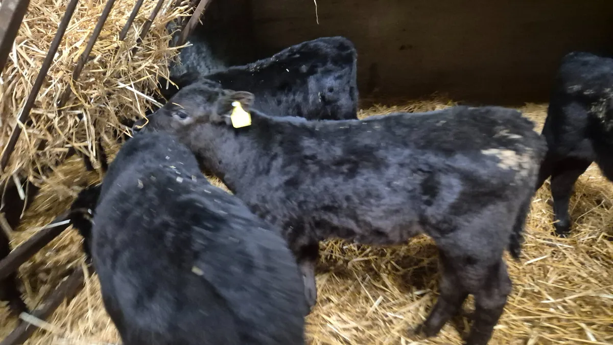 14 Quality Aberdeen Angus Heifers - Image 4