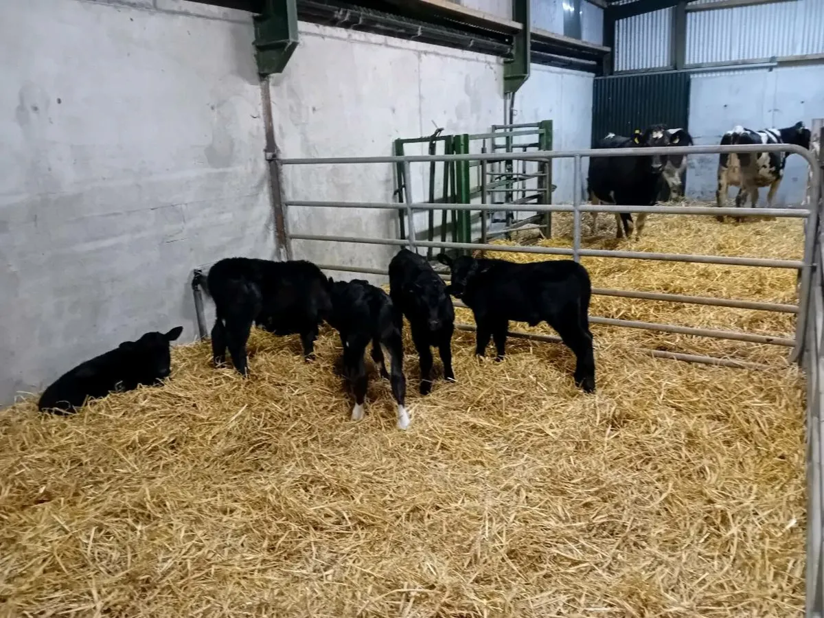 Angus calves for sale - Image 2