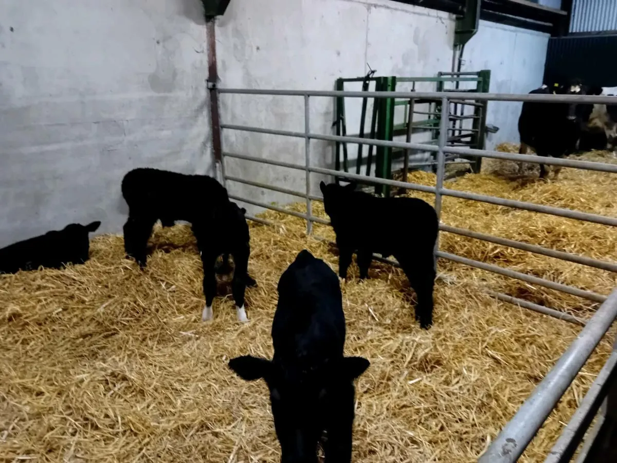 Angus calves for sale - Image 3