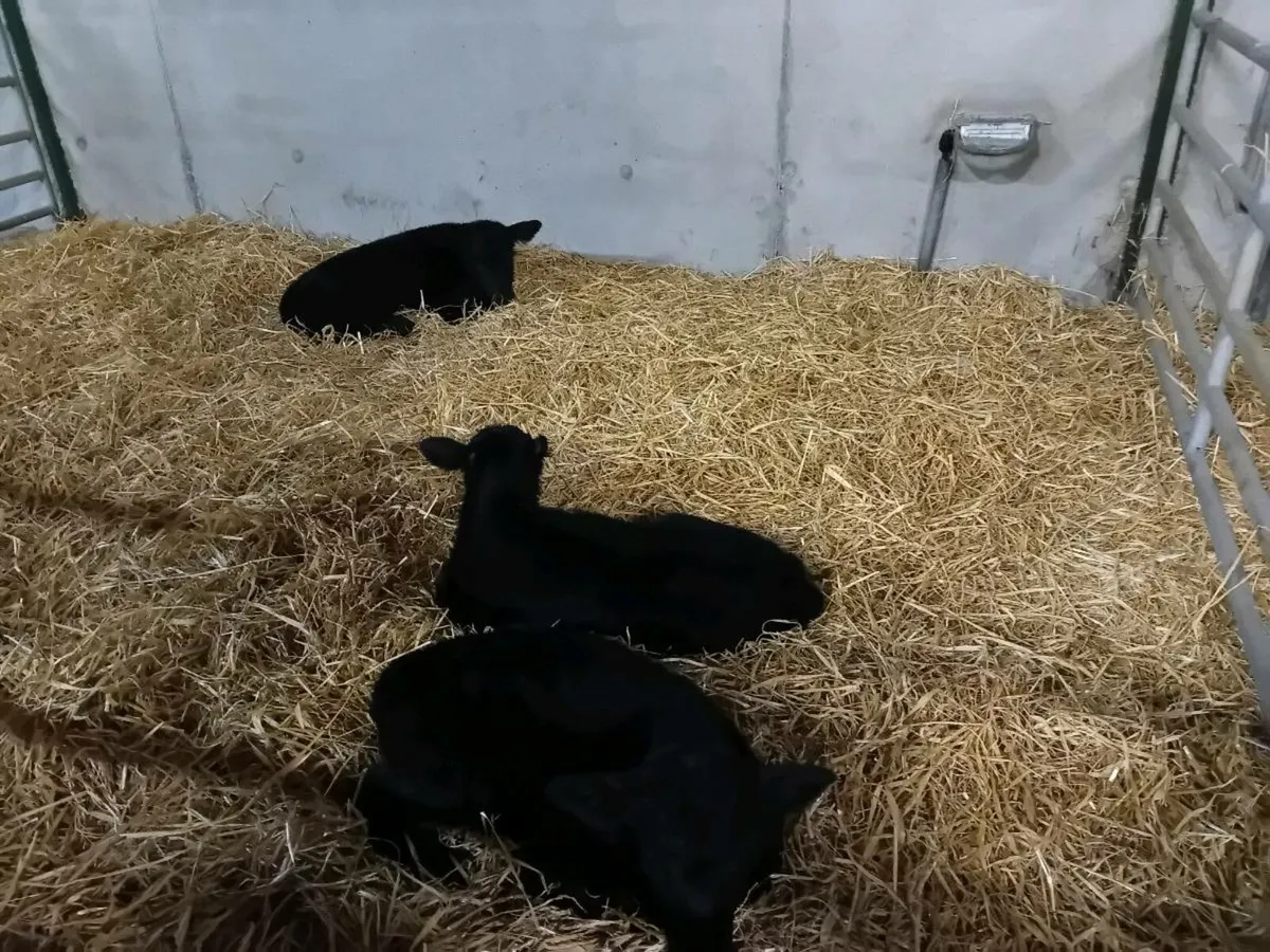 Angus calves for sale - Image 1