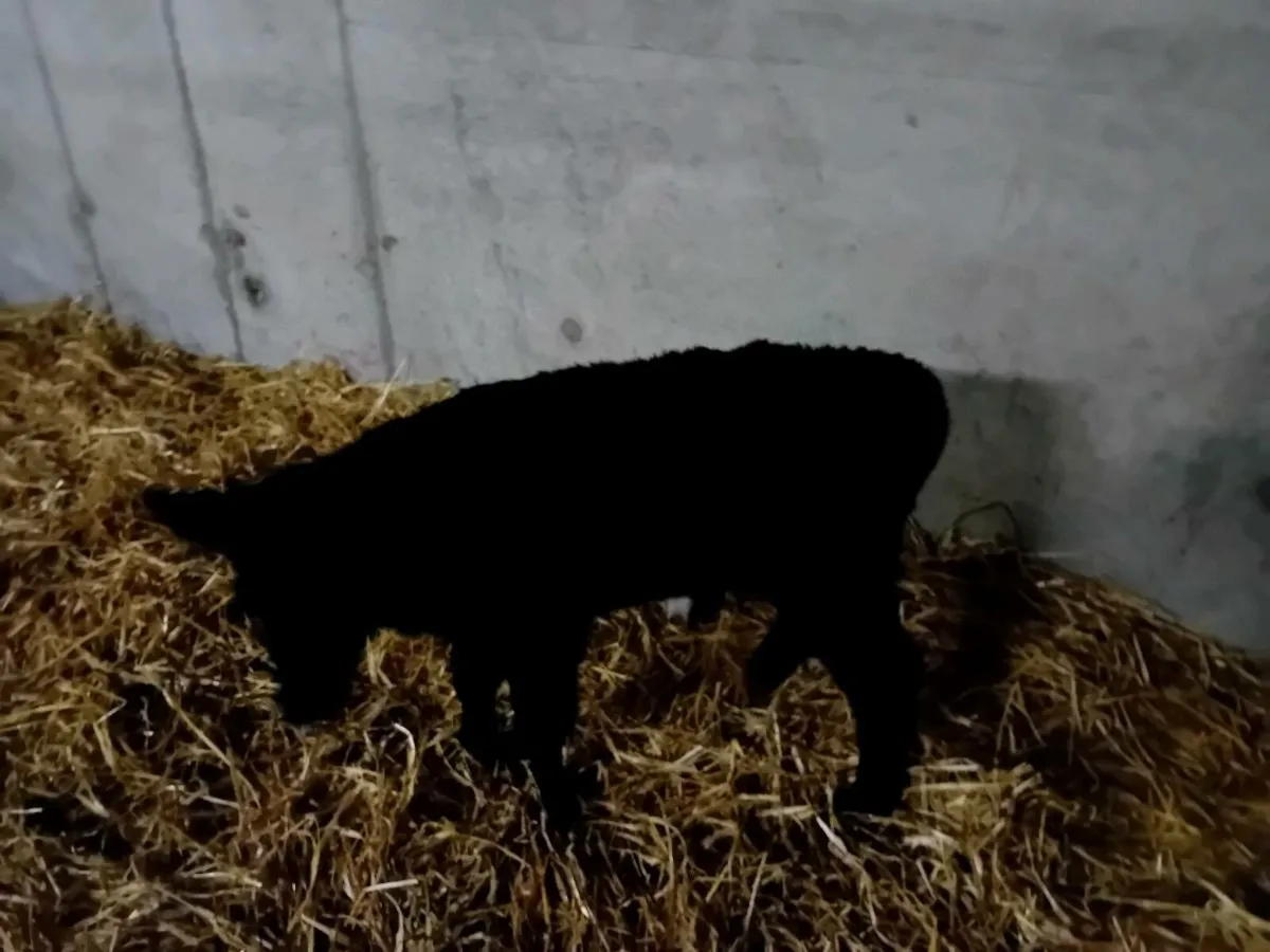 Angus calves for sale - Image 4