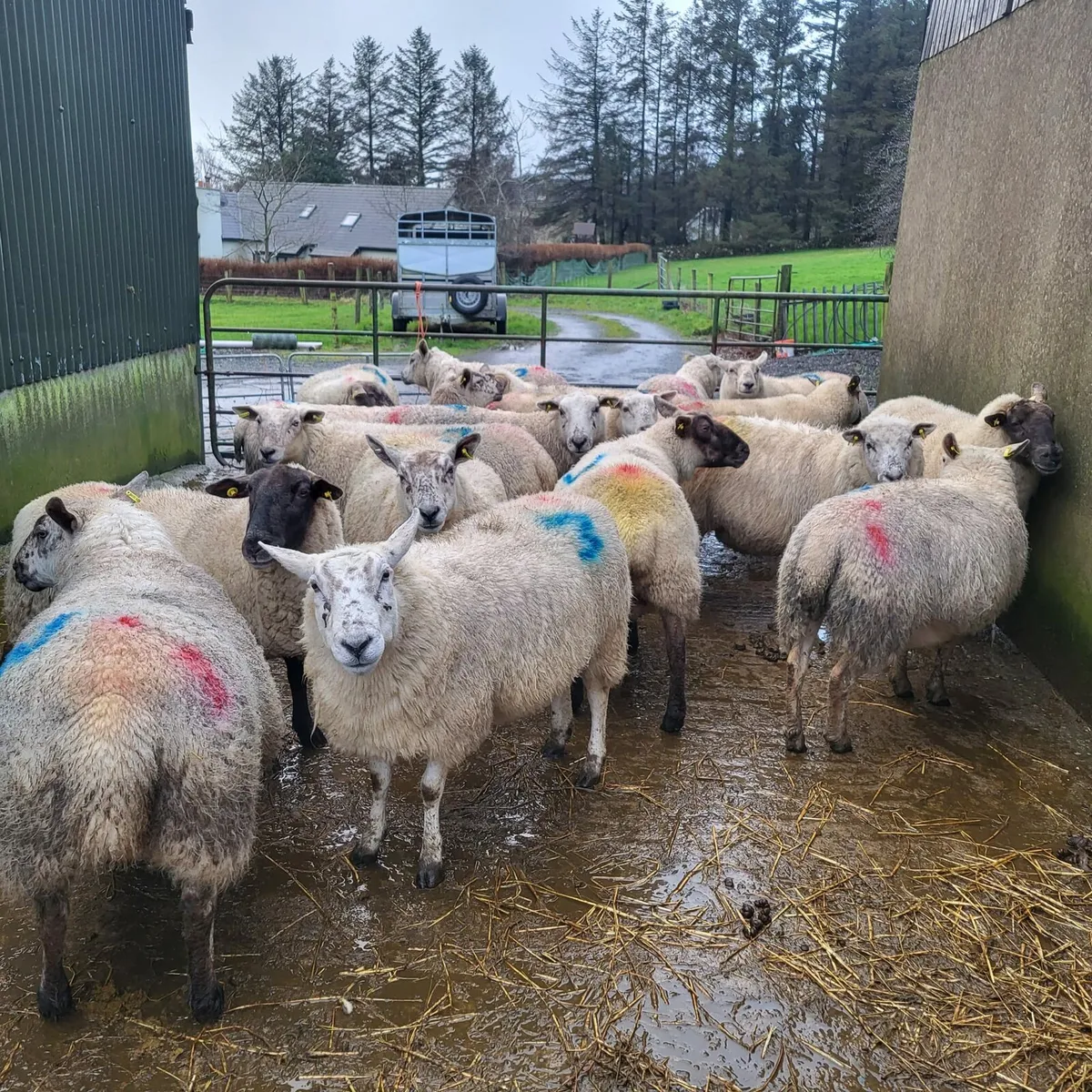 In lamb ewes - Image 2